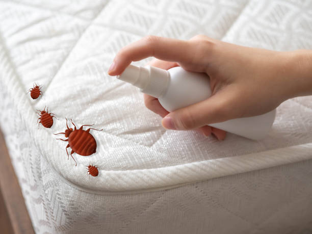 Emergency Pest Control in Arlington, NY